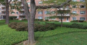 eleven slade back tree